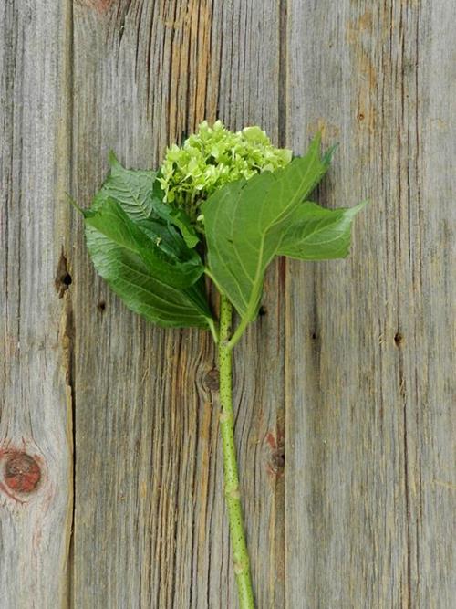 MINI DARK  GREEN HYDRANGEAS